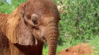 Rescue of Orphaned Elephant Doldol | Sheldrick Trust