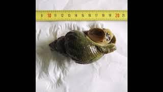 Whelk Whole Cooked