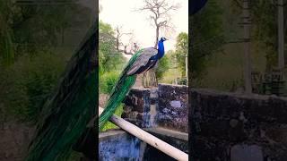 Congo Peafowl | Beautiful Peacock #peacock #beautiful #animals #birds #shorts #short #nouratansaini