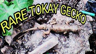 Rare Tokay Gecko @expiditionaturae. #wildlife #gecko #gekko #lizard