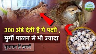 Know how and how much profit pheasant rearing can be done. Pheasant Farming | Farming Gardening