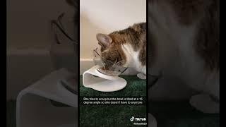 Snack bowl for cat