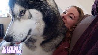 39kg (86lbs) Husky Thinks He's A Lapdog!