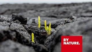 ROCKWOOL™ stone wool Insulation. By Nature