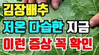 지금처럼 아침에 이슬이 내리고 안개 많이끼는 저온다습한 환경에 배추가 잘 생기는 병충해