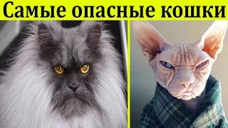 10 самых опасных пород кошек