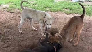 Lucky Dog Animal Rescue's Sammy, Addie, Pip, Lily, Cohen, Lacey, Duke, Pongo, Scrappy and Laia Enjoy