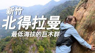 【登山】海拔最低的檜木群又原始巨木步道在北得拉曼｜一輪的運動日常 #新竹  #山