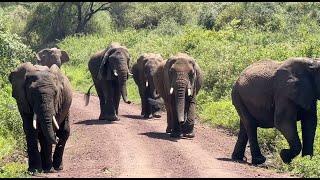 Africa Safari:  Lake Manyara