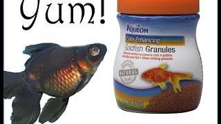 Goldfish Corner #6-Product Review:Aqueon Goldfish Granules Food