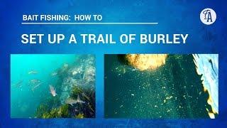 BAIT FISHING: How to set up a burley trail, to bring fish to you