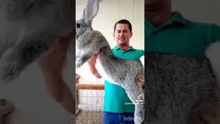 Este es el conejo mas grande del mundo(El gigante de Flandes)