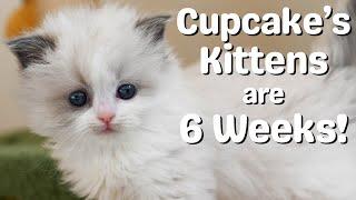 Ragdoll Kittens 6 Weeks Old | So Cute