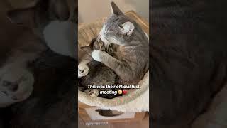 The 1st meeting with our scared foster kitten #kitten #cat #cats #kitty #kittycat #love #cute #cats