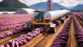 SHOCHU ALCOHOL Making Process From Sweet Potato in Winery - Sweet Potato Harvesting Machine