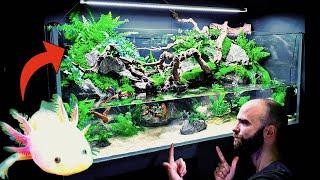  Huge Natural 4ft Aqua Terrarium / Paludarium / Planted Tank: Rehoming Pancho My Axolotl (How To)