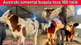 Sutan chiqan toza austrski buqachala️99 397 04 52️94 396 04 52️@Samandaruzz