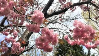 後院裡的春天 【多倫多Toronto】 - Spring in Backyard