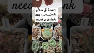 When to water succulents #growingsucculents #shorts  #succulent #funny #foryou #cactus