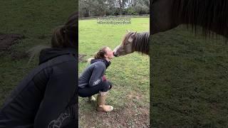 POV: kupujesz nowego kucyka, nie mówiąc o tym swojemu narzeczonemu #horse #horsegirls #equestrian #newpony #horses