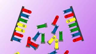 Animation 25.3 DNA replication