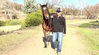 What to do when a horse wants to walk faster than you