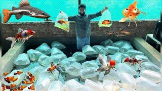 3000 Plus Fish New Fish Aa Gayi 