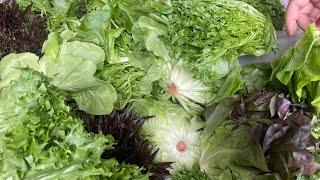 Salad vegetables washing machine. Non damaged vegetables washer; salad washer bubble washing machine