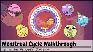 Menstrual Cycle Walkthrough: Phases & Hormonal Regulation