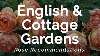 English & Cottage Garden Roses | Rose Recommendations