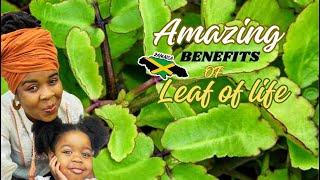 Amazing Benefits of LEAF OF LIFE  Plant | (BRYOPHYLLUM PINNATUM)#leafoflife