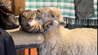 Cat And Lamb Friendship