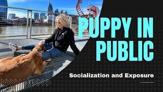 How to take my puppy out in public | Socializing 101