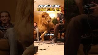 호랑이보다 사자를 더 많이 키우는 이유