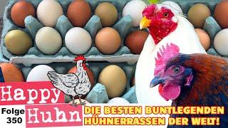 Die 12 besten Hühnerrassen für bunte Eier! Araucana, Marans, Silverudds Blå, Legbar HAPPY HUHN E350