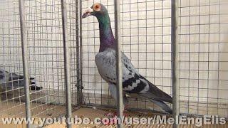 Pigeon Carrier bleu - Английский карьер голубь - حمام زاجل إنجليزي