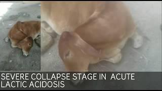 treatment miracle/ how doctor saved life of streetcow from death/ food  so danger/acidic indigestion