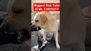 The Biggest Risk Taker is Mr. Curiosity the cat  see where Curiosity  took her