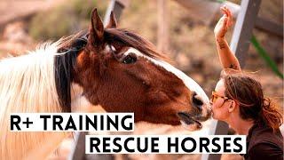 WHY WE TRAIN HORSES WITH POSITIVE REINFORCEMENT: Tenerife Horse Rescue