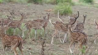 KANHA NATIONAL PARK | LAND OF TIGER |Kanha Safari