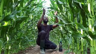 Amazing Agriculture in Israel; Corn and Cotton Under Drip Irrigation [Field]