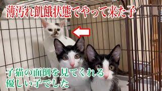 薄汚れガリガリに痩せ細った猫を保護したらとんでもない美猫に変身しました！