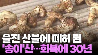 산불로 폐허된 울진 송이산…제철 맞아도 생산량 '뚝'