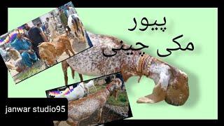 High Class Goat Breed Makhi Cheeni||makhi cheeni goat for sale in pakistan 2023||orangi town mandi