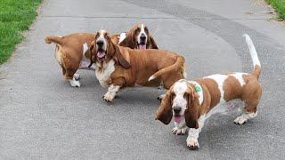 Basset hound buffoonery