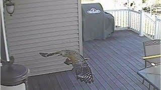 Red Tailed Hawk grabs frog from koi pond and hits window at 58 MPH