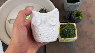 Small succulent haul and air dry clay pot update