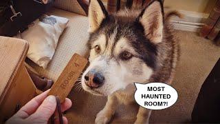 Husky Goes Ghost Hunting And Gets A Result!