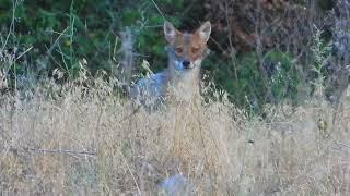 COYWOLF KEÇİLERE SALDIRMAYA HAZIRLANIYOR - FULL AKSİYON ( PART 1 - BELGESEL )