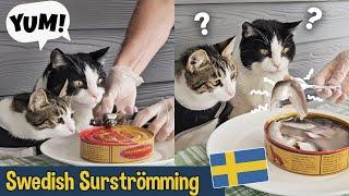 Cats Try Surströmming - The Smelliest Food In The World!